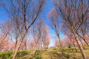 flores de sakura que florecen en flor en la provincia de phulomlo loei, tailandia foto