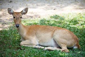 a cute female deer sit in the ground in khao kheow open zoo in thailand photo