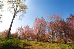 rama del amanecer de la mañana con flores de sakura rosa en phu lom lo, loei tailandia foto