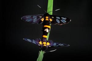 hermosa mariposa apareándose entre sí en hojas verdes foto