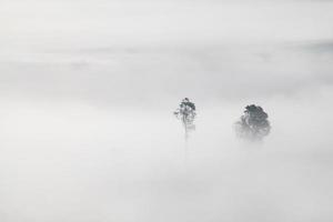 trees in fog photo