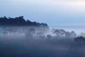 Fog in forest at Khao-kho Phetchabun,Thailand photo