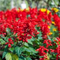 Close-up Red Salvia photo