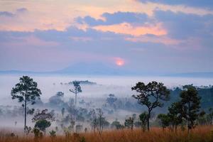 Misty morning sunrise at Thung Salang Luang National Park Phetchabun,Thailand photo