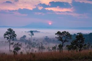 Misty morning sunrise at Thung Salang Luang National Park Phetchabun,Thailand photo