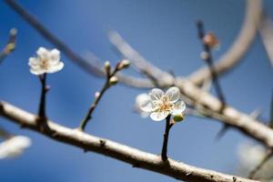 Blossoming plum flowers photo