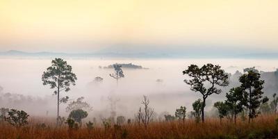 panorama brumoso amanecer matutino en el parque nacional thung salang luang phetchabun, tailandia foto