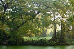 mighty old tree with green spring leaves photo