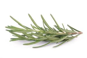 rosemary isolated on white background photo