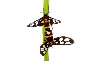 hermosa mariposa apareándose entre sí en hojas verdes foto