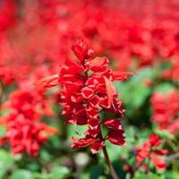 Close-up Red Salvia photo