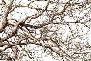 Tree twigs with bare trunks and branches photo