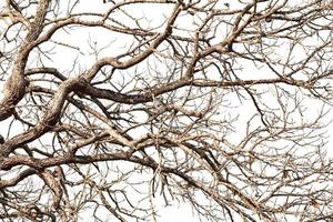 Tree twigs with bare trunks and branches photo