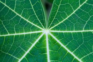 Close-up papaya leaf texture photo