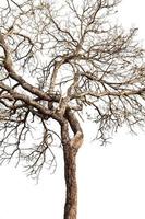 Tree twigs with bare trunks and branches photo