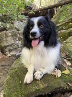 Black and White Miniature Australian Shepherd Laying Down photo