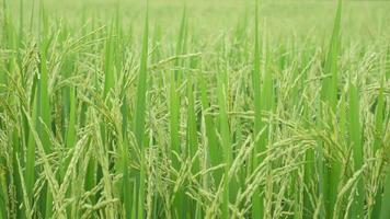 campo de arroz verde com sopro de vento video