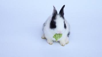 Baby rabbit eating vegetable video