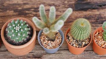 piccola decorazione vaso di cactus sul tavolo di legno video