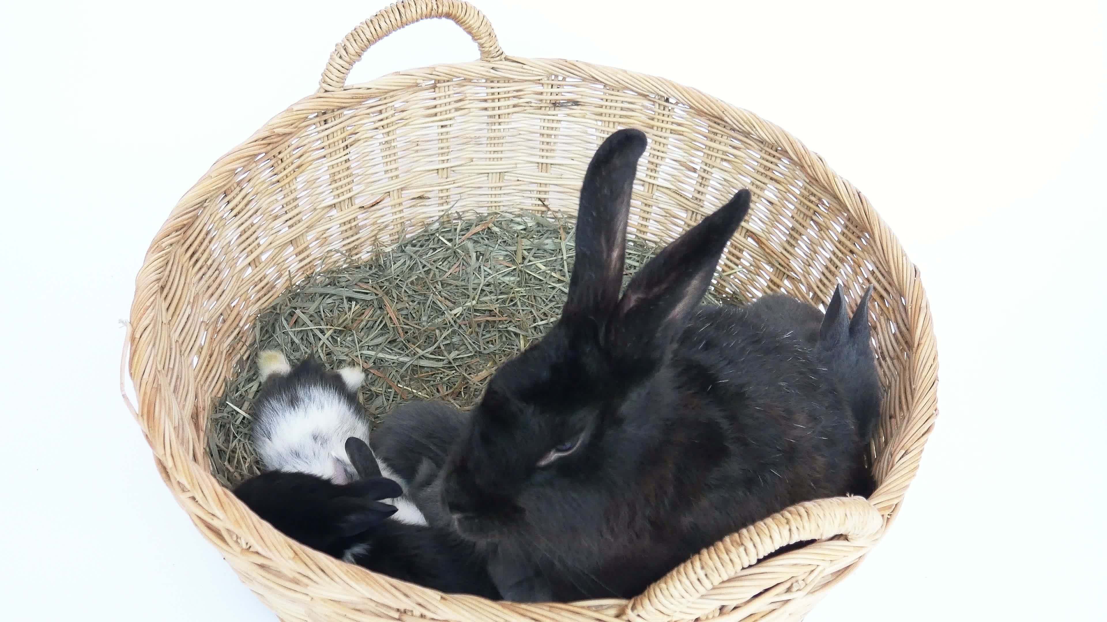 Mommy and baby rabbit in a rattan basket 9807561 Stock Video at Vecteezy