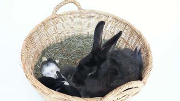 Mommy and baby rabbit in a rattan basket