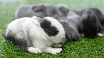 onze dias adoráveis coelhos bebê na grama verde artificial video