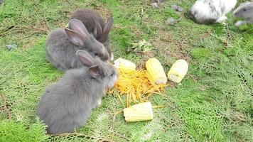 Young rabbits eating fresh carrot and corn video