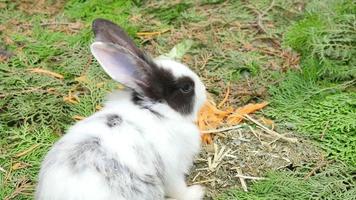 jeunes lapins mangeant des carottes et du maïs frais video