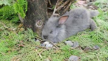 jovem e adorável coelho cinza tailandês dormindo com fundo de folhas verdes video