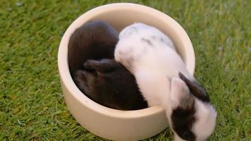 Eleven days lovely baby rabbits on artificial green grass video