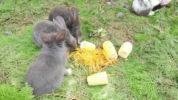 coelhos jovens comendo milho e cenoura fresca