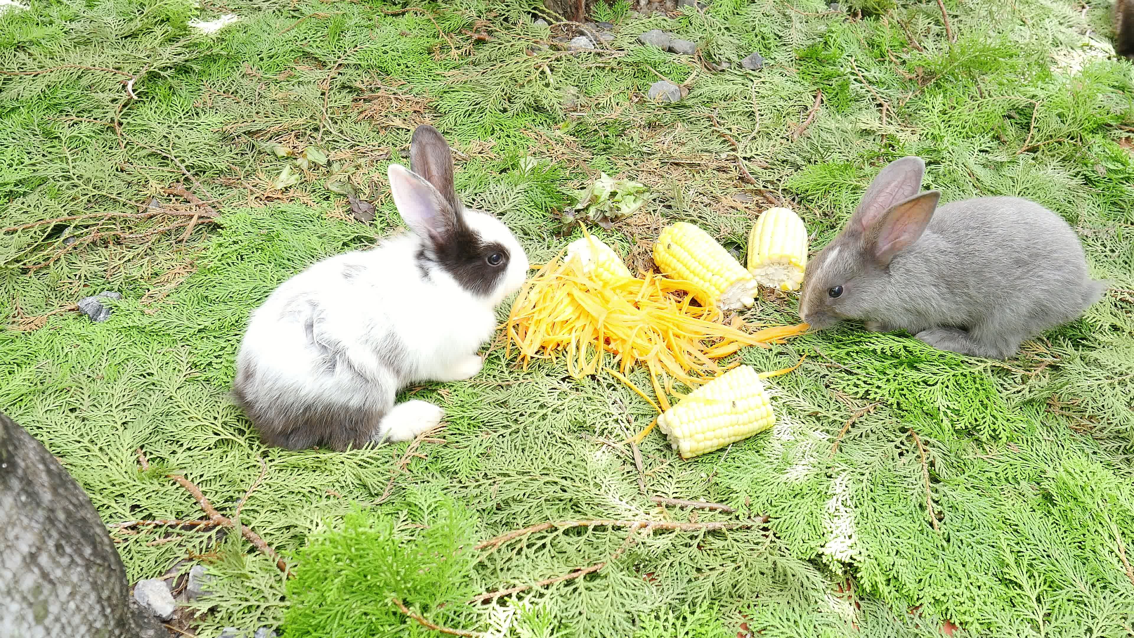 Young rabbits eating fresh carrot and corn 9808186 Stock Video at Vecteezy