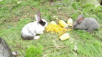 jonge konijnen die verse wortel en maïs eten video