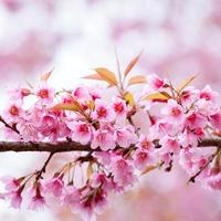 Close-up,beautiful cherry blossom, Chiang Mai, Thailand photo