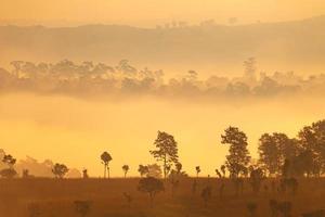 brumoso amanecer matutino en el parque nacional thung salang luang phetchabun, tailandia foto