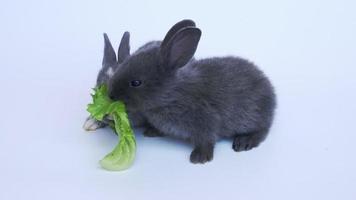 conejo bebé comiendo vegetales video