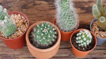 petit pot de cactus de décoration sur table en bois video