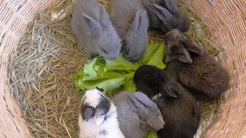 lindo coelho bebê de vinte dias comendo vegetais em um ninho de feno video