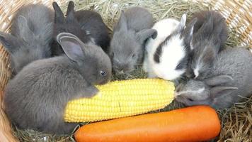 Lovely twenty days baby rabbit eating vegetable in a hay nest