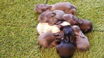 onze dias adoráveis coelhos bebê na grama verde artificial video