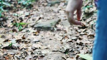 ung dam vandrare som går uppför backen i djungeln med torr brun löv på marken, skogsvandring vandring tålmodiga människor för att uppnå sitt mål med mycket hårt hinder och svårt trött koncept video