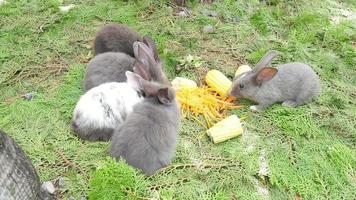 jonge konijnen die verse wortel en maïs eten video