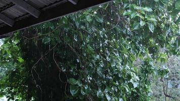 gotas de lluvia suenan en el techo y en el árbol en la temporada de lluvias video