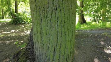 écorce d'arbre prise en été video