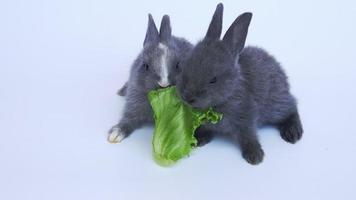 Baby rabbit eating vegetable video