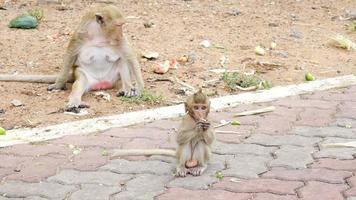 gedomesticeerde apen in nakhon sawan, thailand video