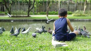 un garçon nourrit joyeusement un pigeon dans un parc public video