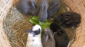 encantador conejo bebé de veinte días comiendo vegetales en un nido de heno video