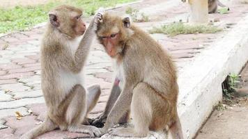 metraggio concetto animale felice amore e cura della fauna selvatica - due scimmie si prendono cura a vicenda felicemente a nakhon sawan thailand video