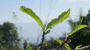 bloem achtergrond beeldmateriaal concept - prachtige bloesems van roze bloei perzik bloemen op zijn tak met prachtige groene boom berg en lichtblauwe hemelachtergrond op de hoogste berg in chiang mai thailand video